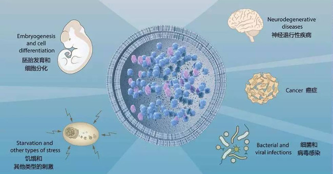 Self-cell cells in the Nobel Prize for Medicine help treat critical diseases