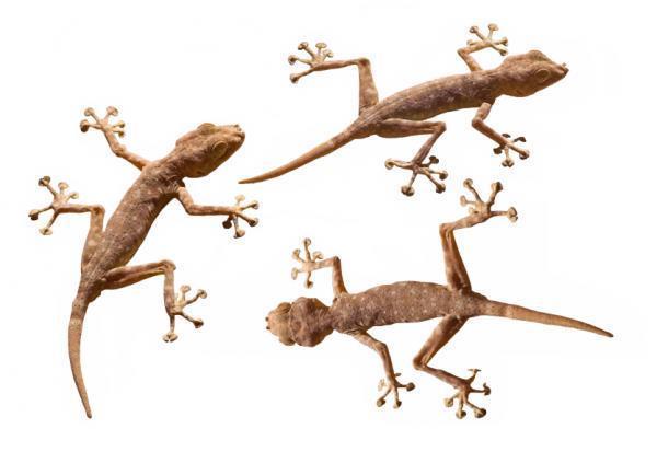 Self-cleaning adhesive inspired by gecko feet