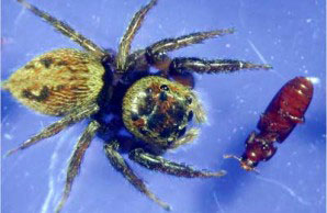 Self-defense beetles by lying fake dead