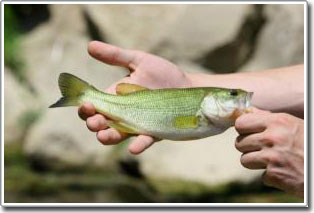 Self-transsexual fish are related to population and agriculture in the Potomac River basin
