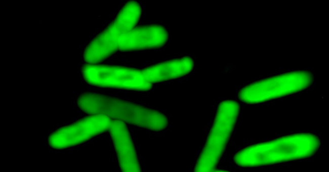 Semi-artificial microorganisms - New breakthrough in molecular biology