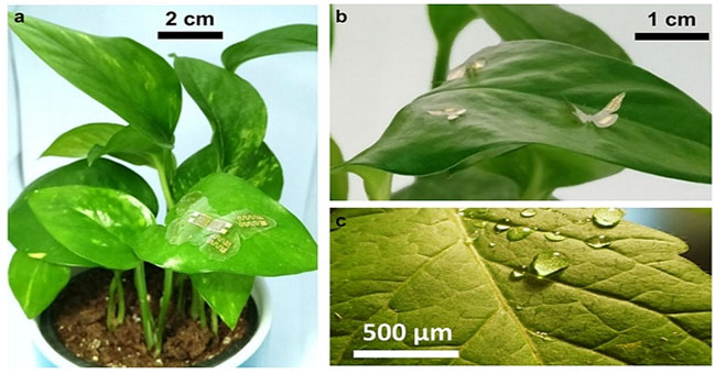 Sensors monitor temperature and humidity around plants