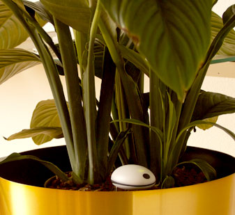 Sensors track the bonsai