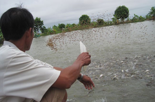 Separation system of industrial catfish pond waste