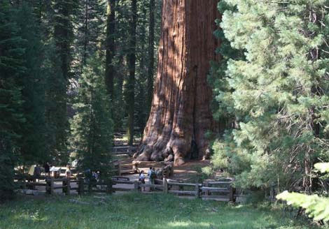 Sequoia - the longest 'Witness' on the planet