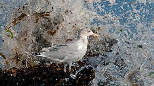 'Serious gulls'