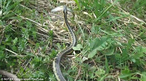 Serious snake