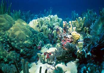 Serious warnings about Ocean life