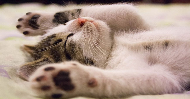 Set aside the spring to sleep, but what do the cat bosses dream about?