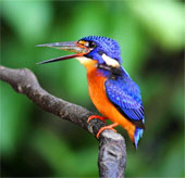 Set of unique predator kingfisher photos