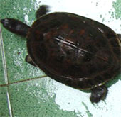 Setting up a center for conservation of precious and rare turtles in Central Vietnam