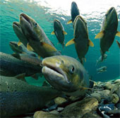 Severe drought, the US carries 30 million salmon to the sea