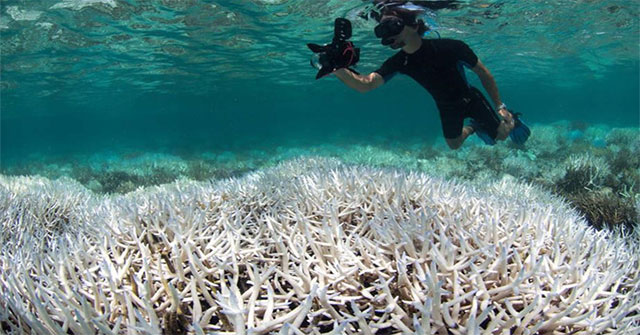 Severe weather destroys 50% of Australian marine ecosystems