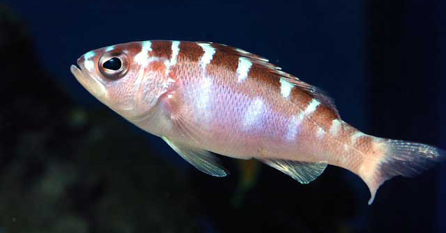 Sex change fish species 20 times a day