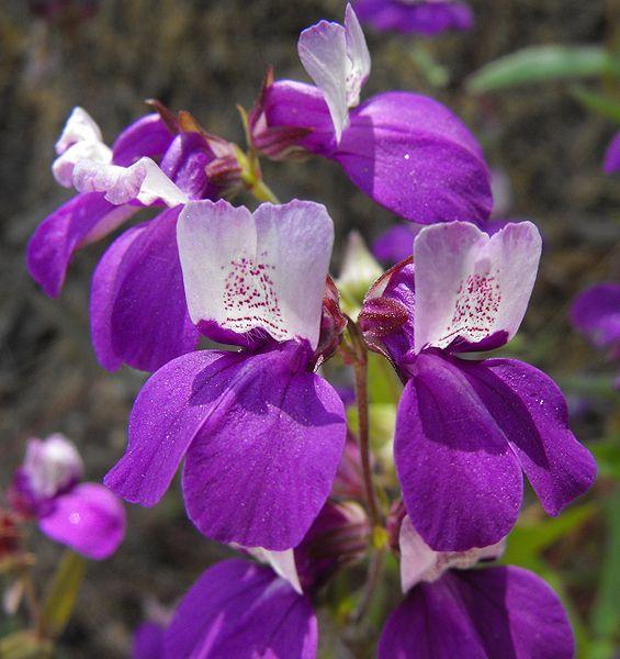 Sex life of plants reveals disagreements between the sexes