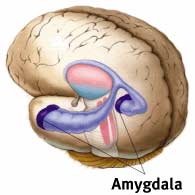 Sex of the brain