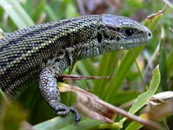 Sex violence threatens female lizards