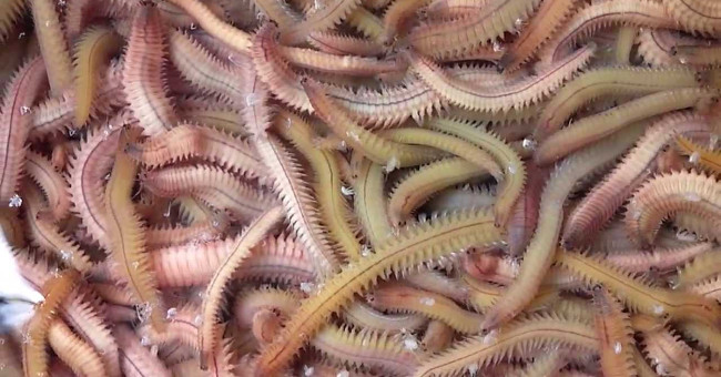 Sexual reproduction - the unique point of the species