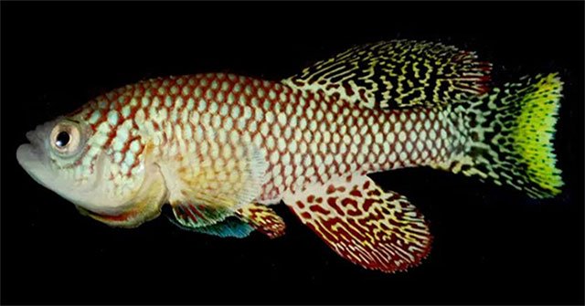 'Sexuality' in Killi fish may be the key to preventing aging