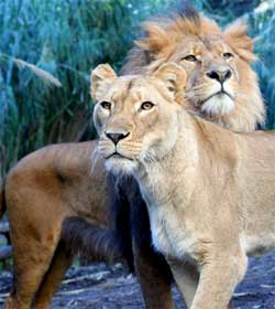 Sexy lion at mane
