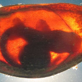 Shark eggs also know how to detect enemies