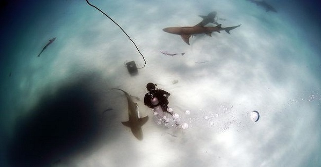 Shark expert reveals how to counter the sea killer