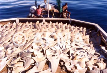 Shark fin is harmful to health