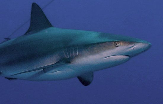 Shark liver compound cure dengue fever, hepatitis