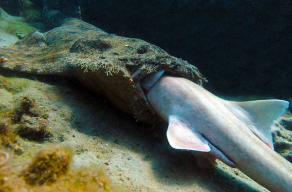 Shark sharks eating bamboo sharks