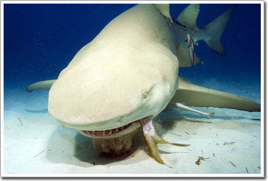 Shark