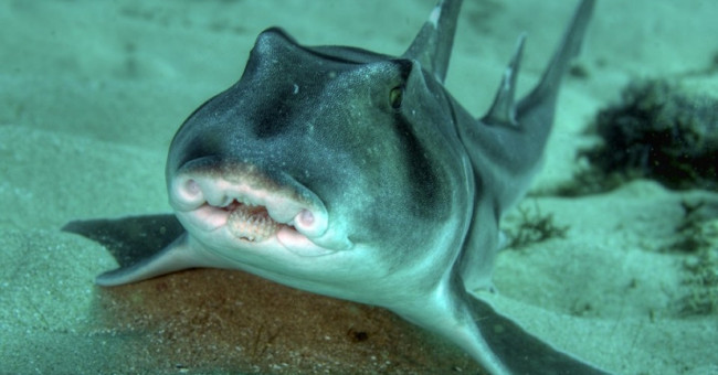 Sharks also have personality like humans