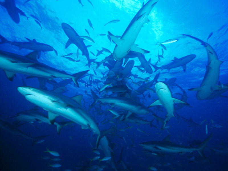 Sharks also need friends