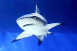 Sharks also need guards