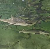 Sharks also repatriated to breed
