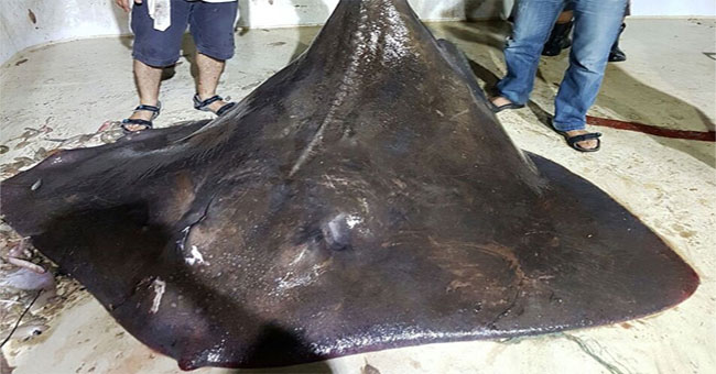 Sharks and stingrays miscarry when caught