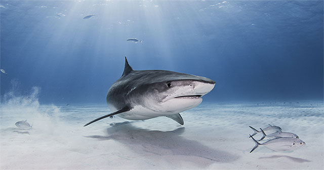 Sharks are at risk of disappearing from the Mediterranean