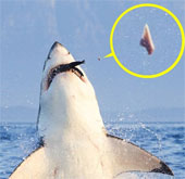 Sharks are broken when they are bait