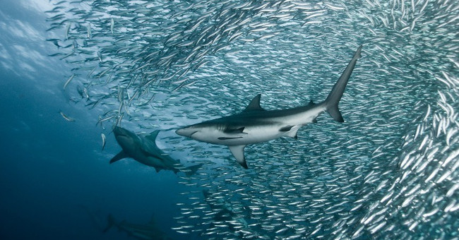 Sharks are in the middle of a giant mullet