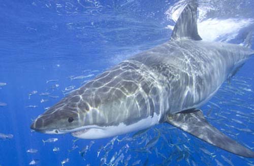 Sharks are not capable of distinguishing color