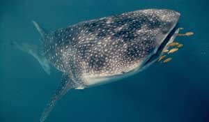 Sharks are reduced in size