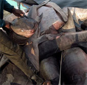 Sharks are sliced ​​with meat and fins in Indonesia