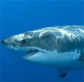 Sharks attack