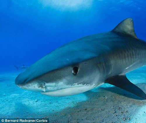 Sharks become more aggressive because of global warming