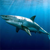 Sharks can live for more than 70 years