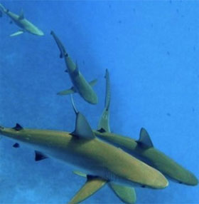 Sharks dive deeper when the moon is full