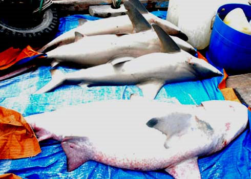 Sharks drag the herd to Cu Lao Cham