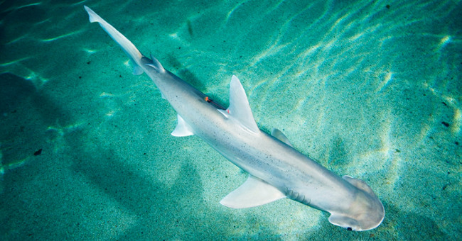 Sharks eat more grass than meat makes the science world confused