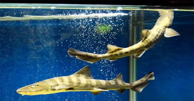 Sharks give birth without male fish that is astonishing Japanese aquarium