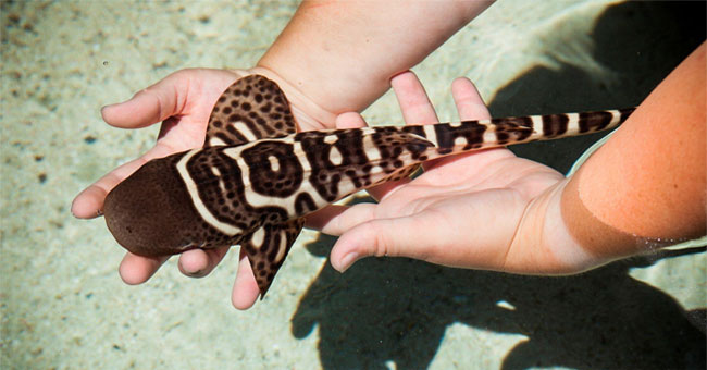 Sharks give birth without males