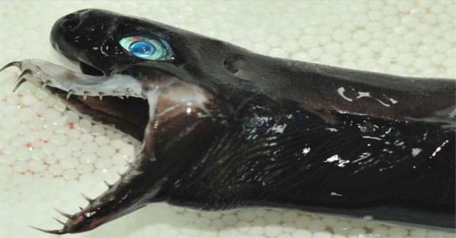 Sharks have jaws like alien monsters